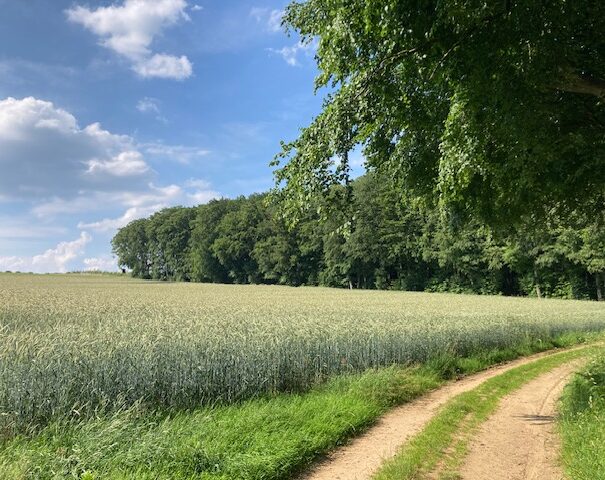Eppeltree-hideaway-cabin-Mullerthal-trail-Luxembourg- wheat field