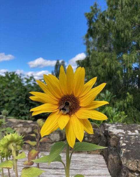 Eppeltree-hideaway-cabin-Mullerthal-trail-Luxembourg- sunflower
