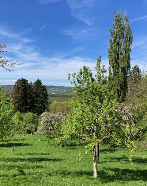 Eppeltree-hideaway-cabin-Mullerthal-trail-Luxembourg- pring
