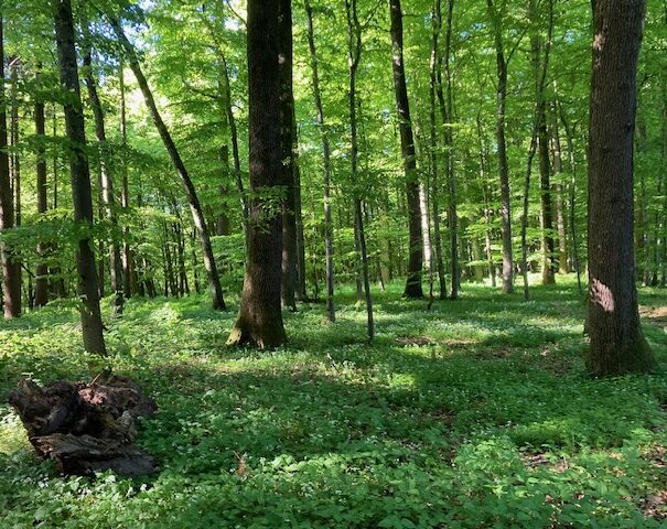 Eppeltree-hideaway-cabin-Mullerthal-trail-Luxembourg- local forest