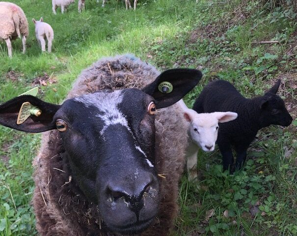 Eppeltree-hideaway-cabin-Mullerthal-trail-Luxembourg- curious sheep